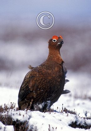 Red Grouse DM0478